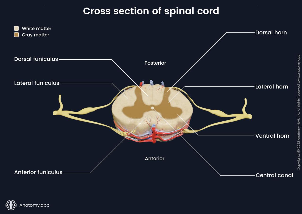 Spinal cord and spinal nerves quiz