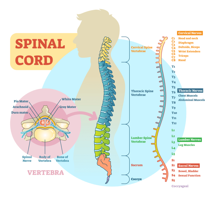 Spinal cord and spinal nerves quiz