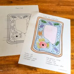 Plant cell coloring key answers