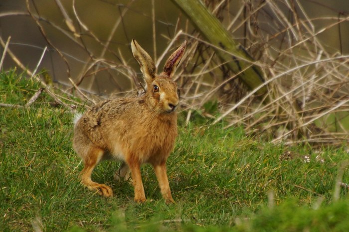 Weird cut hare