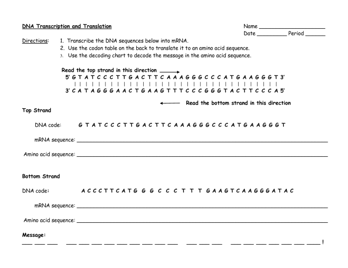 Transcription and translation biology worksheet