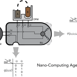 In ladder logic programs outputs are represented by