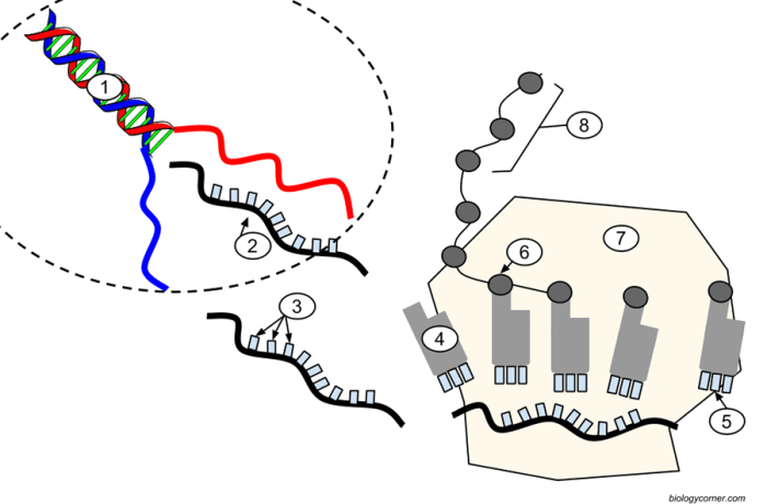 Transcription and translation biology worksheet