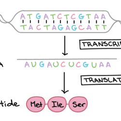 Transcription and translation biology worksheet