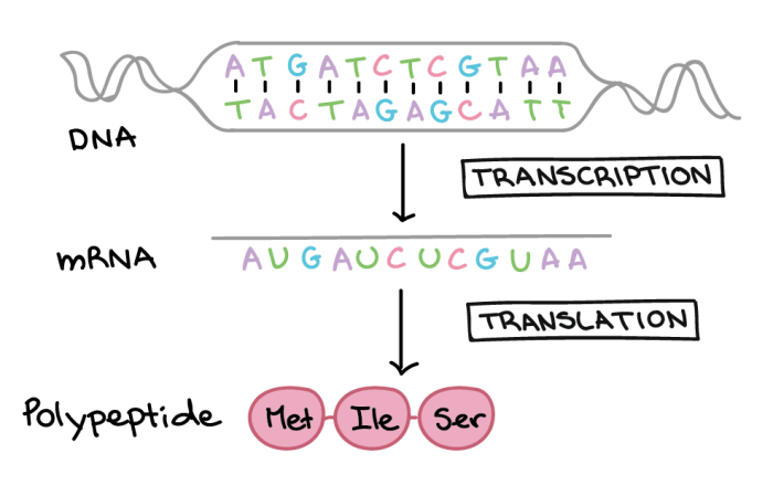 Transcription and translation biology worksheet